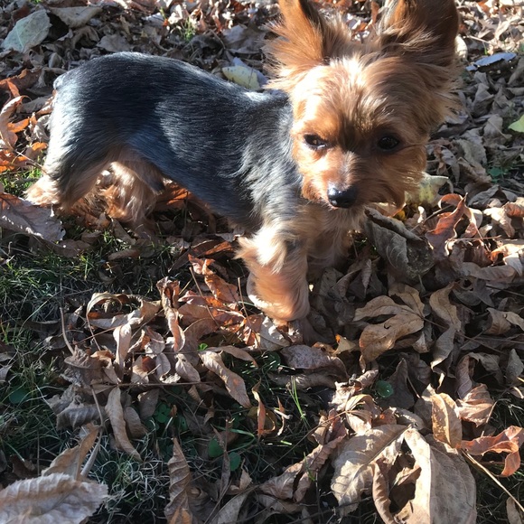 🖤💋  Proud Posh Ambassador  🖤💋 - Picture 4 of 9